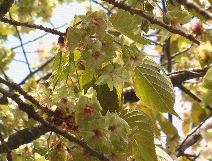 別ウインドウで実物大表示