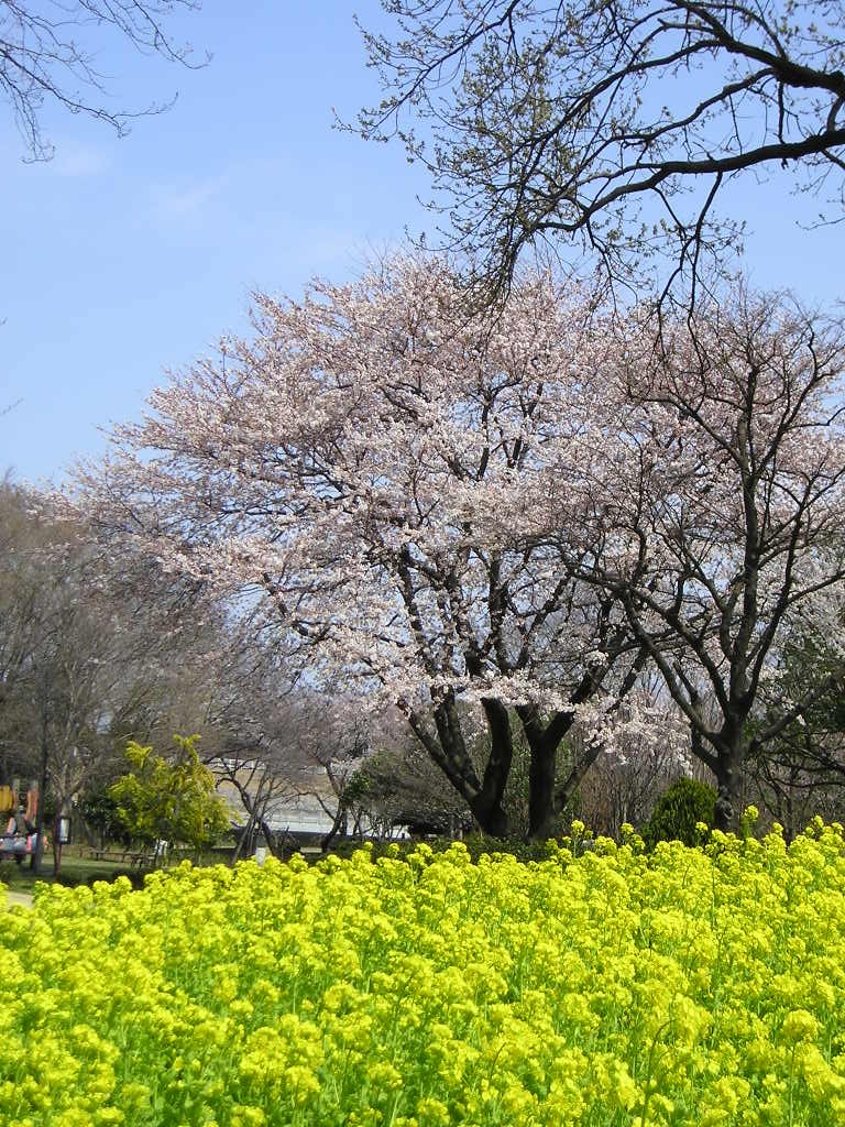 別ウインドウで実物大表示