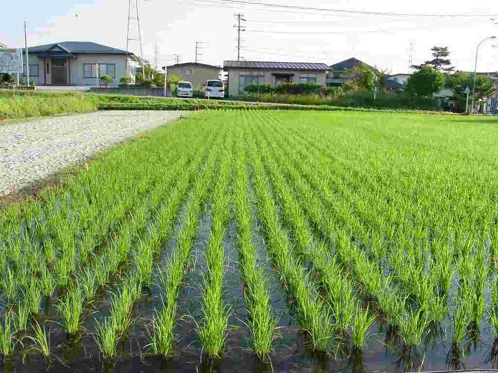 別ウインドウで実物大表示