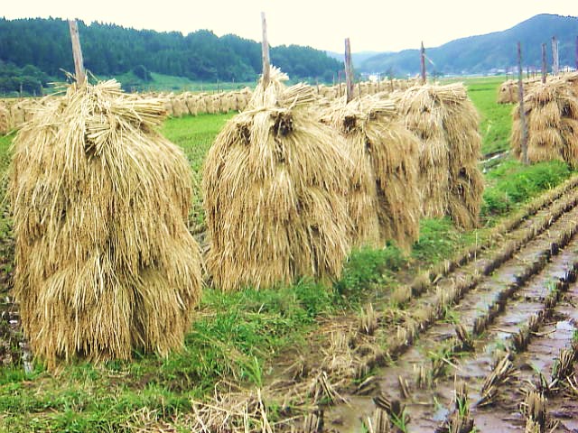 別ウインドウで実物大表示