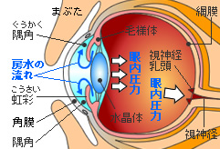 別ウインドウで実物大表示